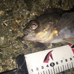 少しコマシなメバル